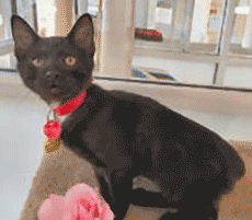 Sponsored Animal: Kitty Soft Paw